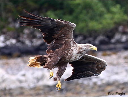 Sea Eagle 15