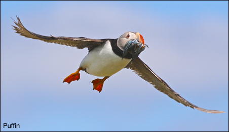 Puffin