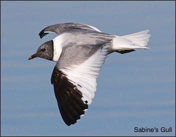 Sabine's Gull