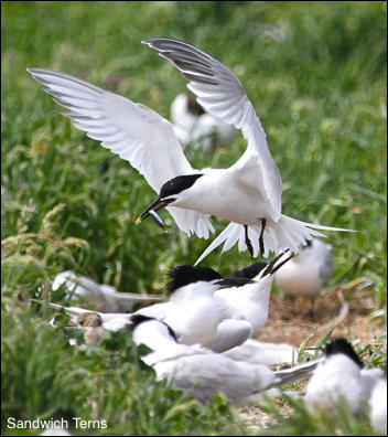 Sandwich Tern