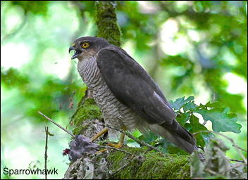 Sparrowhawk