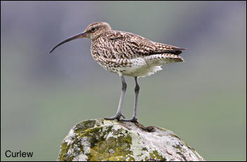 Curlew