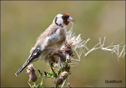 Goldfinch15