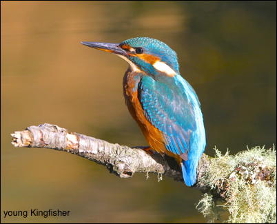 Kingfisher young