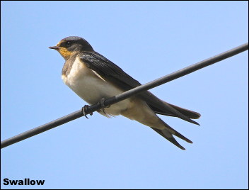 Swallow15