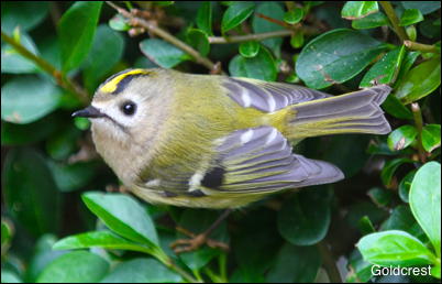 Goldcrest