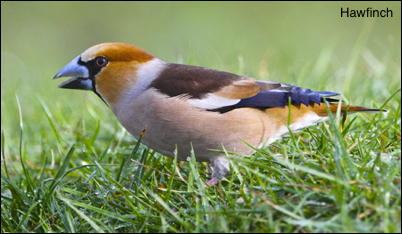 Hawfinch