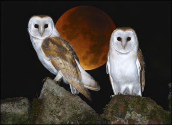 Owl and moon