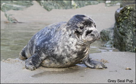 SEAL PUP