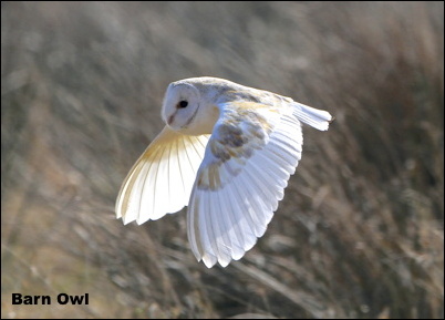 BarnOwl15