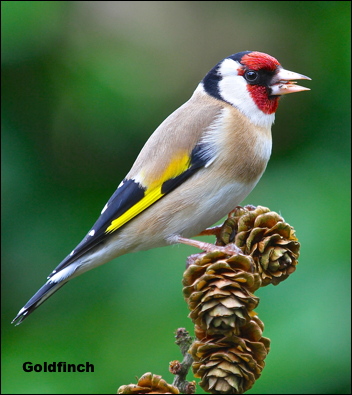 Goldfinch15