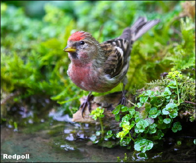 Redpoll15