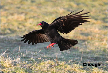 Chough