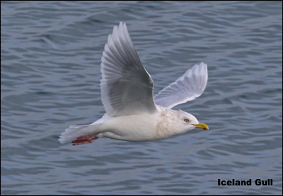 Iceland Gull