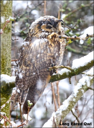 L E Owl snow