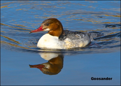 Goosander