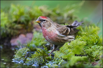 Redpoll