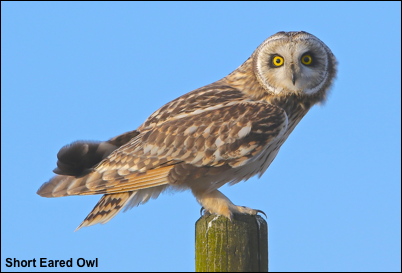 SEOwl