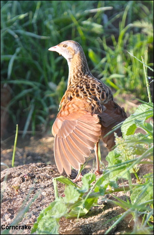 Corncrake16