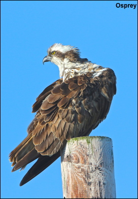 Osprey