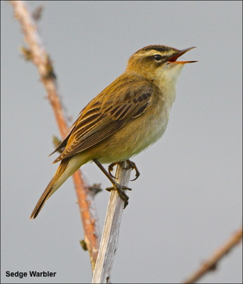 Sedge Warbler