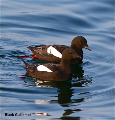 Black Guillemot