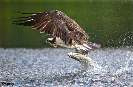 OSPREY
