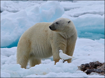 Polar Bear16