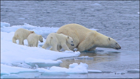 Polar Bears+3