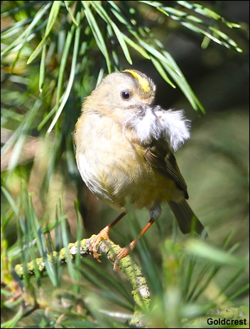 Goldcrest