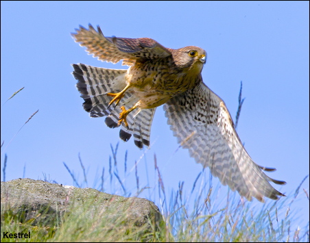 kestrel