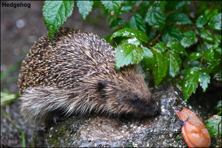 hedgehog