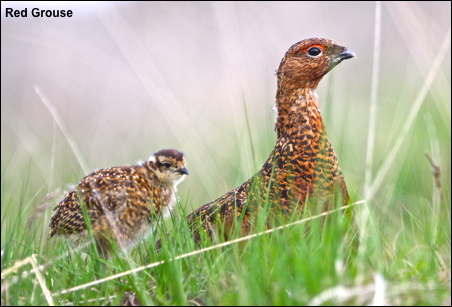 red-grouse
