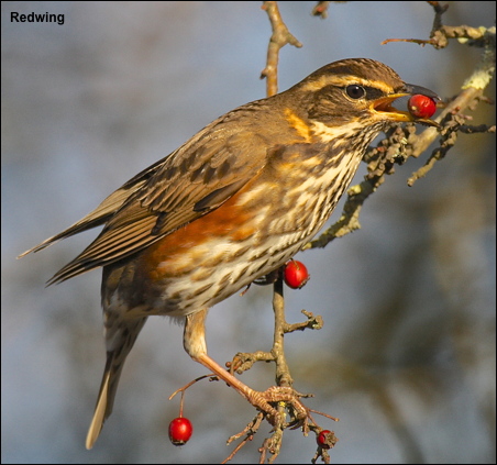 redwing