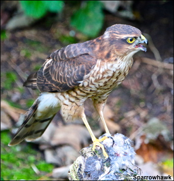 sparrowhawk