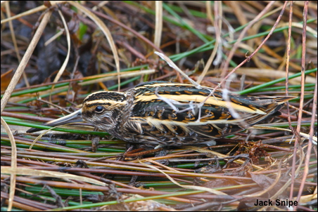 Jack Snipe