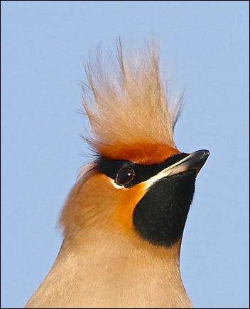 Waxwing