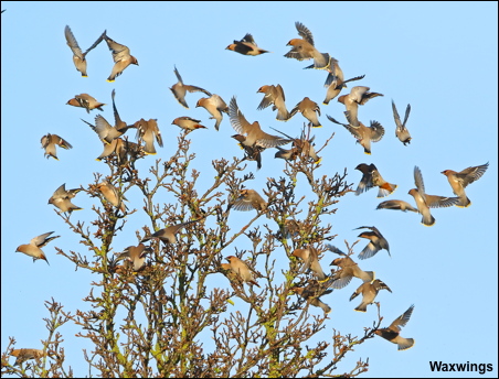 waxwings