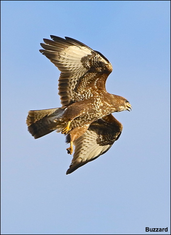 Buzzard