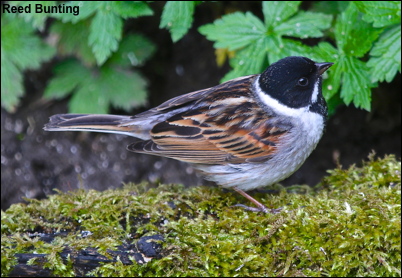 Reed Bunting