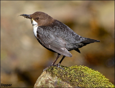 Dipper