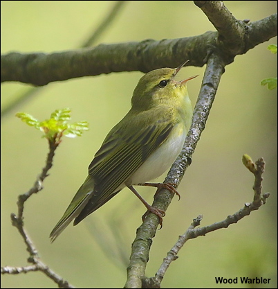 Wood Warbler