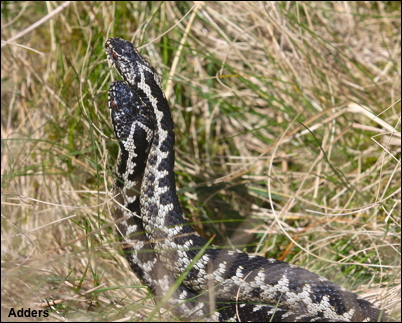 Adders