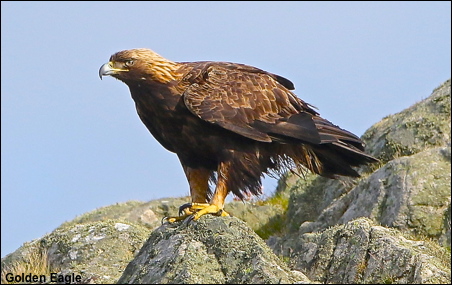 Golden Eagle