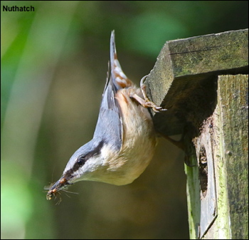 Nuthatch