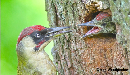 Green Woodpecker