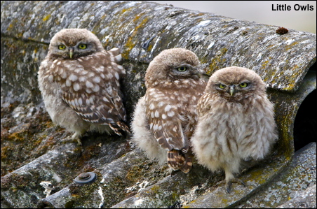 Little Owls