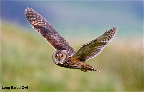 Long Eared Owl