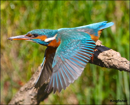 Kingfisher 3