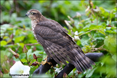 Sparrowhawk